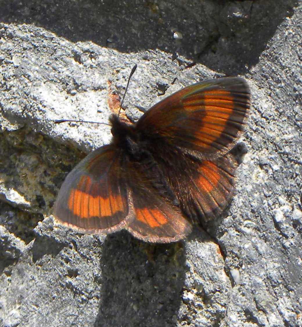 Erebia gorge